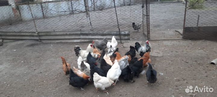 Куры деревенские