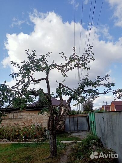 Обрезка плодовых деревьев