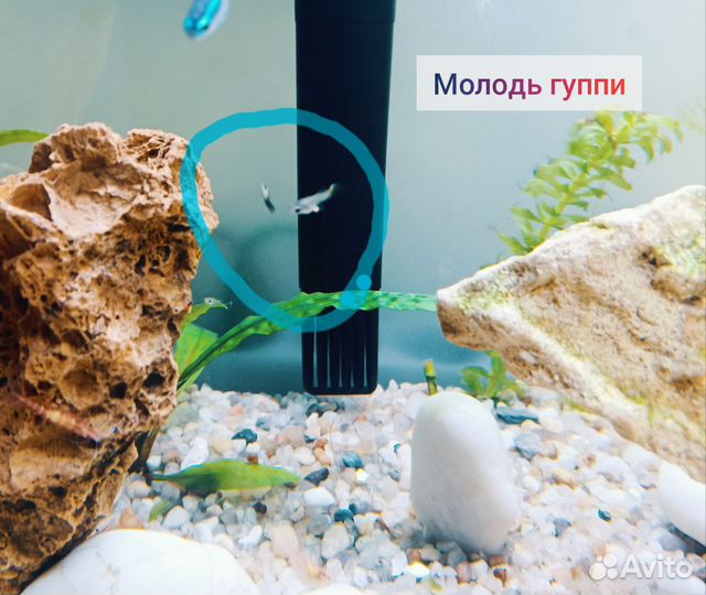 Молодь гуппи
