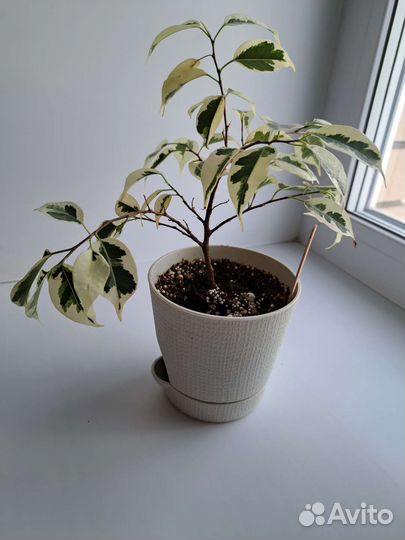 Фикусы разных сортов