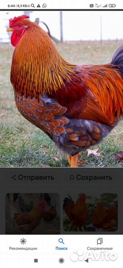 Венгерский великан