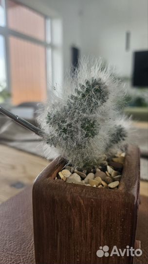Кактус