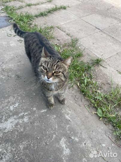 Возьмите кота домой