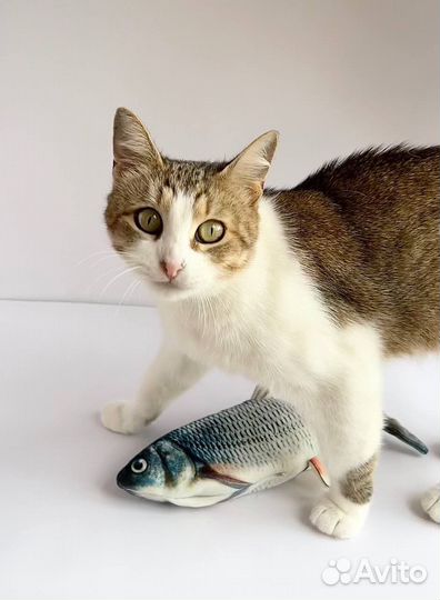 Кошечка в добрые руки