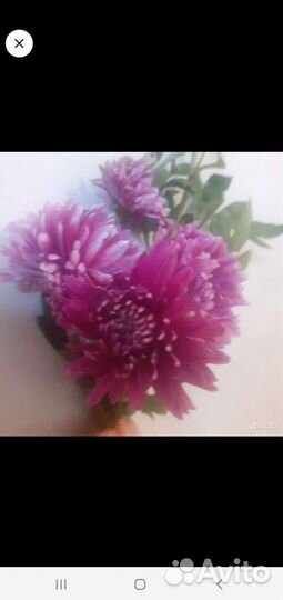 Хризантема, пион, замиокулкас