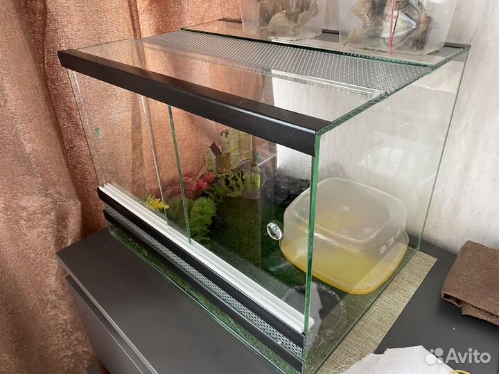 Геккон эублефар самец