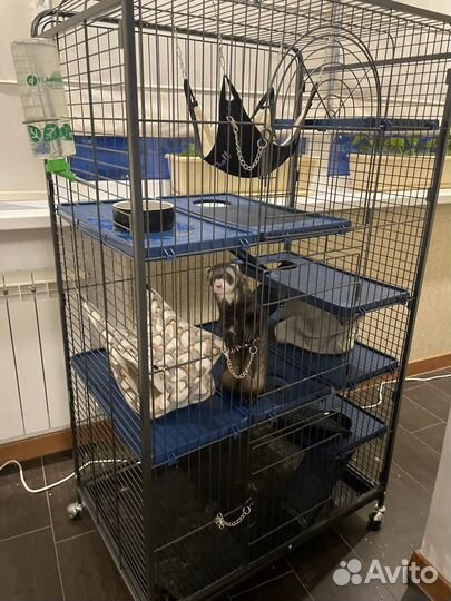 Хорек с клеткой