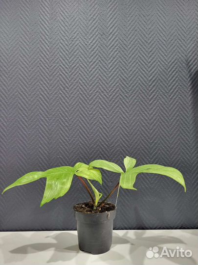 Филодендрон Florida ghost, Ring of fire