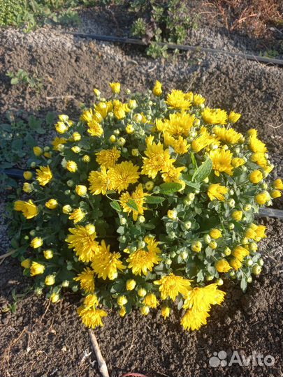 Хризантема мультифлора