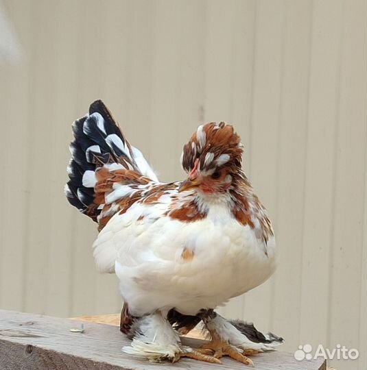 Алтайская бентамка