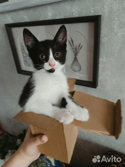 Кошка в добрые руки