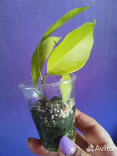 Фикус еллоу голд