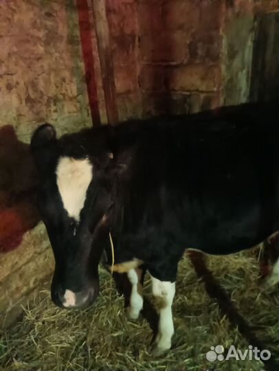 Чистопородная голштинская телочка