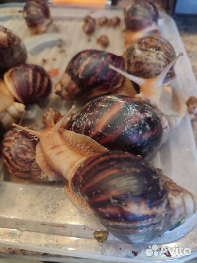 Улитки ахатины