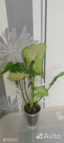 Сингониумы, монстера