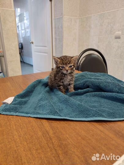 Стерилизация кошек возможна передержка