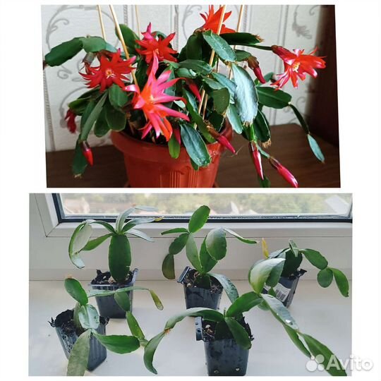 Рипсалидопсис