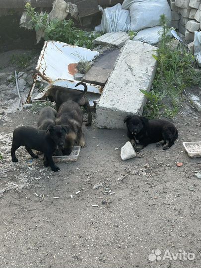 Собаки щенки бесплатно в добрые руки