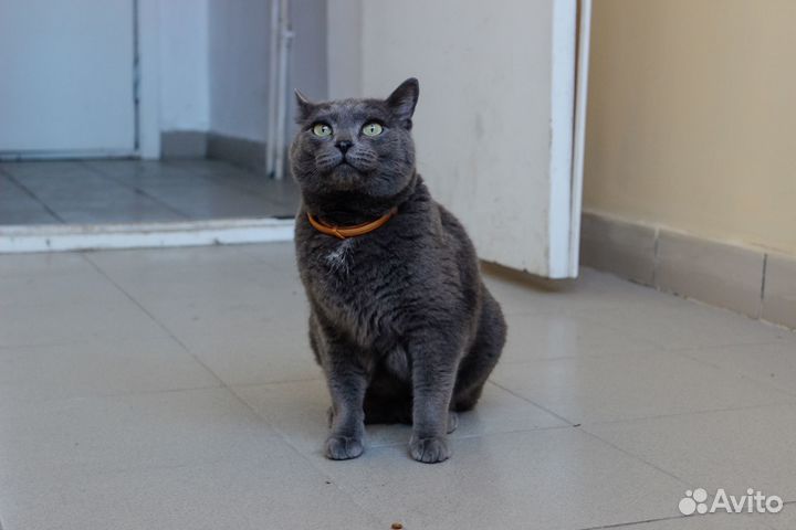 Кот серый дымчатый