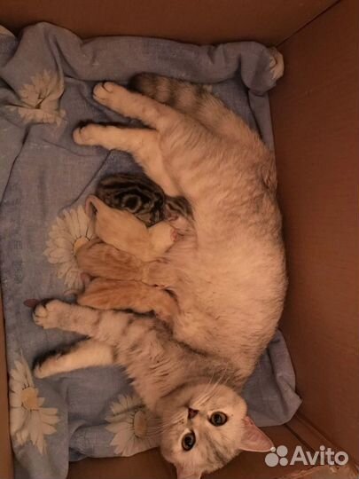 Кошка в добрые руки