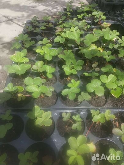 Клубника земляника садовая