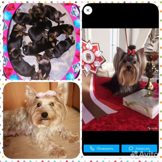 Йоркширский терьер