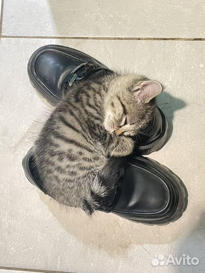 Отдаю котят