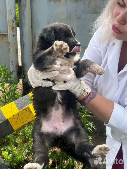 Щенки бесплатно