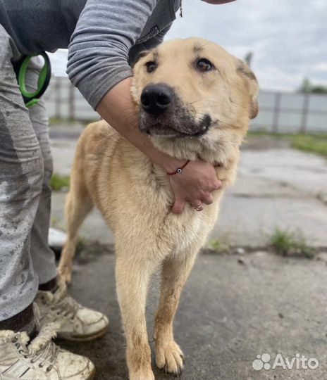 Собака в добрые руки