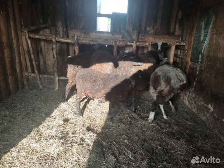 Баран, овцы, телка