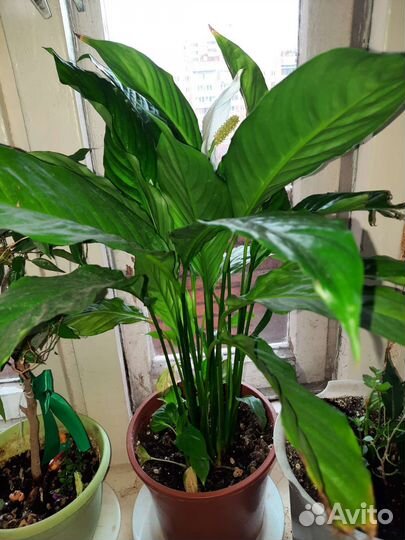 Спатифилум