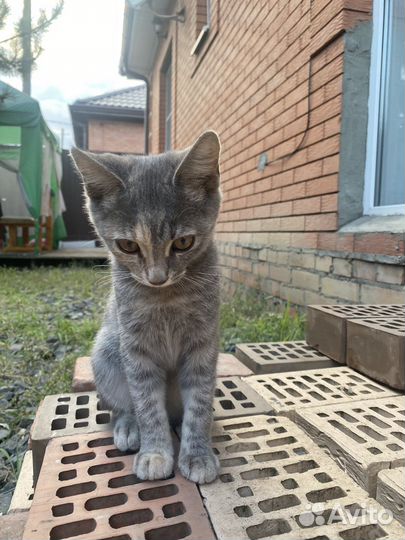 Кошечка в добрые руки