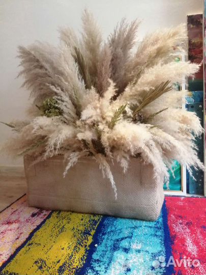 Пампасная трава.Предзаказ