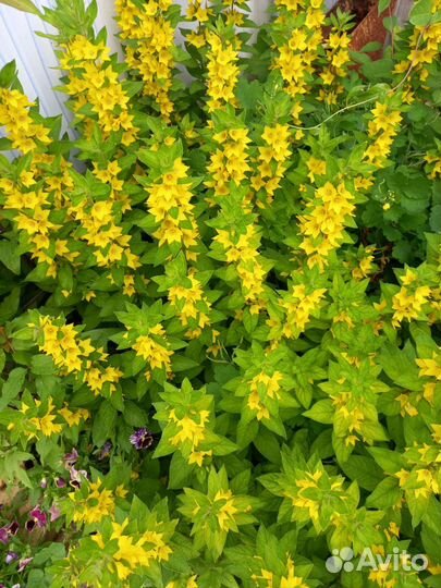 Многолетники для вашего сада