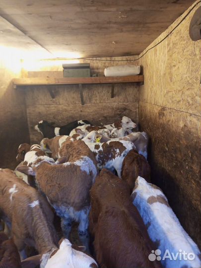 Продаю своих телят