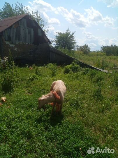 Козел 1.5 года коза дойная и козочка 1.5 года