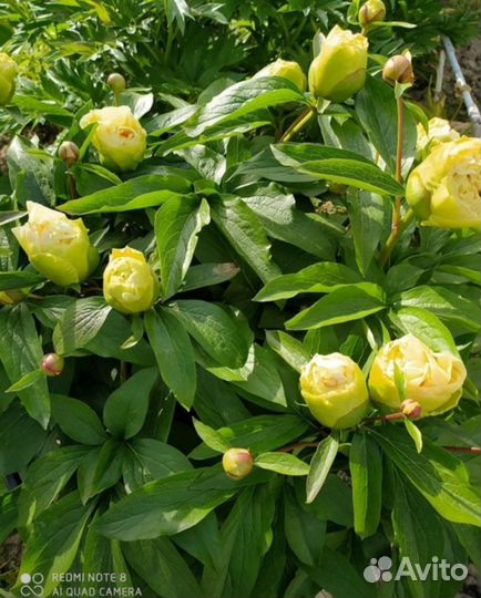 Пионы деленки sunny girl