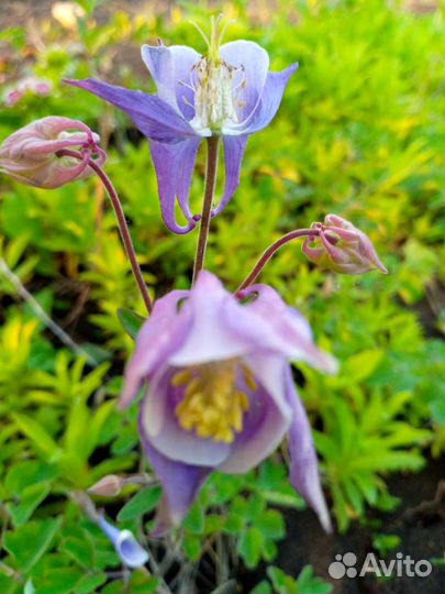 Аквилегия - водосбор