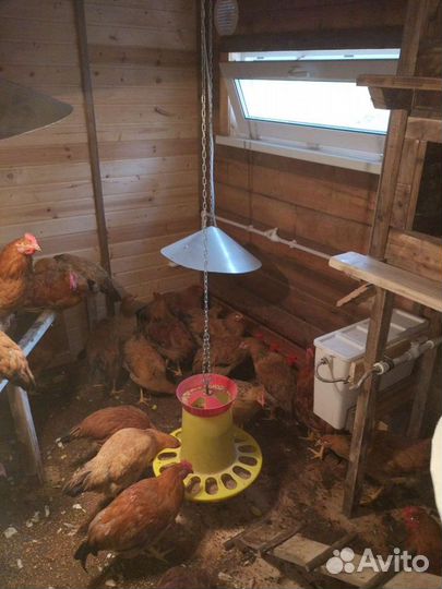 Яйца домашние деревенские