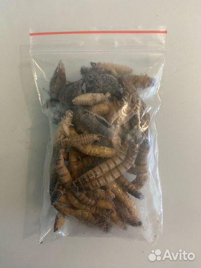 Декоративные крысы и крысята, лакомства грызунам