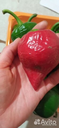 Семена сладкого перца 