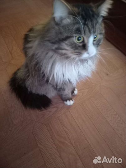 Отдам бесплатно