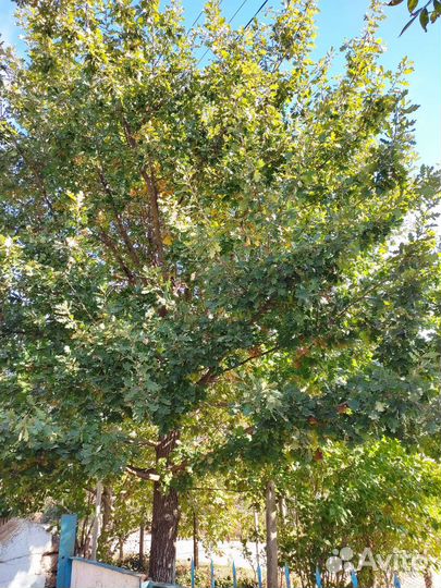 Дуб саженец