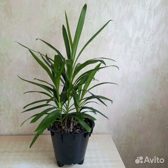 Пальма Юкка