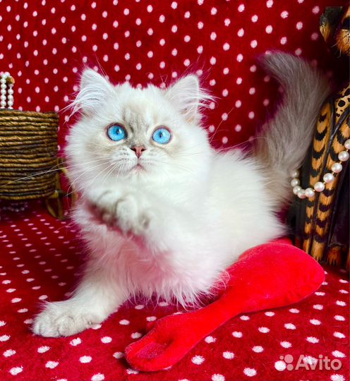 Красотка с глазами цвета неба