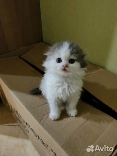 Котенок шотландский вислоухий