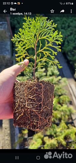 Можжевельник,Туя