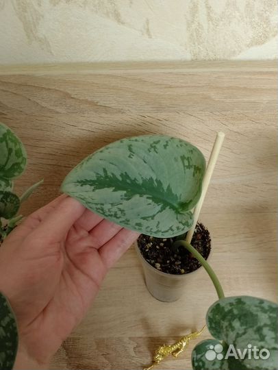 Сциндапсус Пиктус Треби