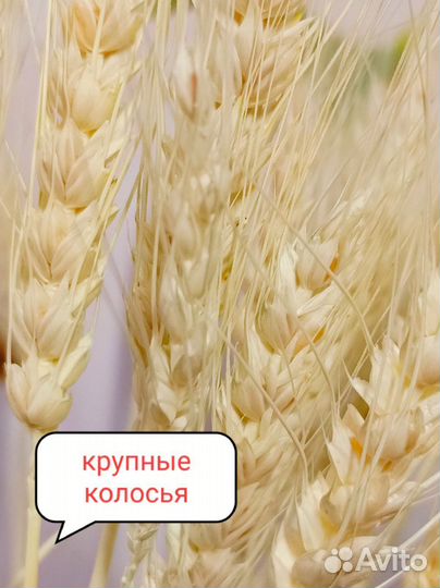 Букет пшеничный выбеленный