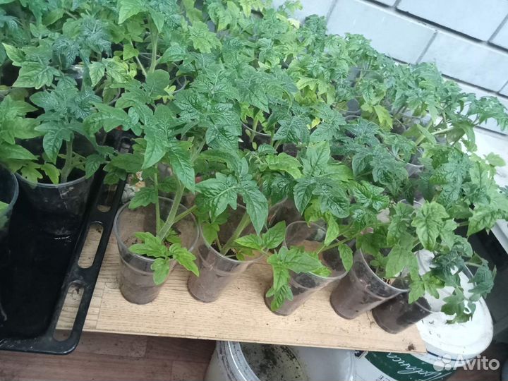 Рассада помидоров томатов. Перец.Петунья